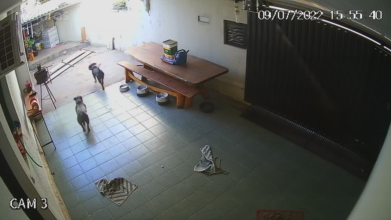 Curious Dog Makes a Mess