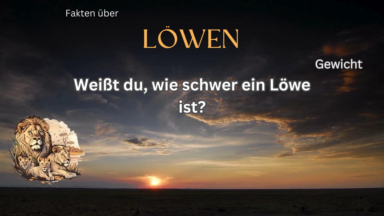 Löwen-Fakt 2 - Weißt du, wie schwer ein Löwe ist?