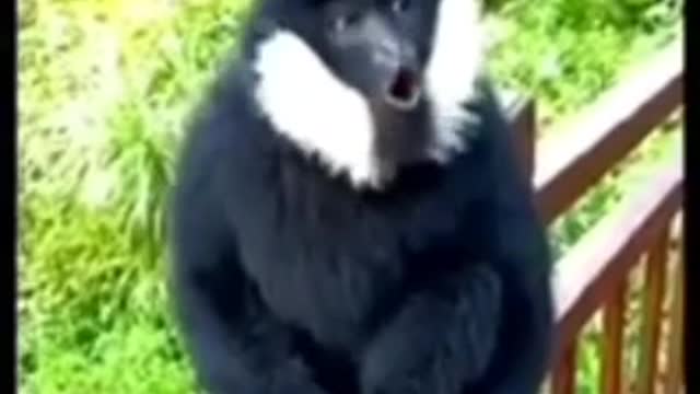 Monkeys🐒 funny🤣 video