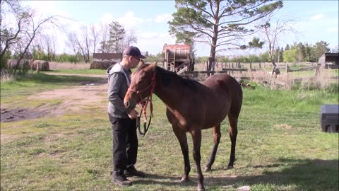 Baby Steps Horse training pt 31 Flexing