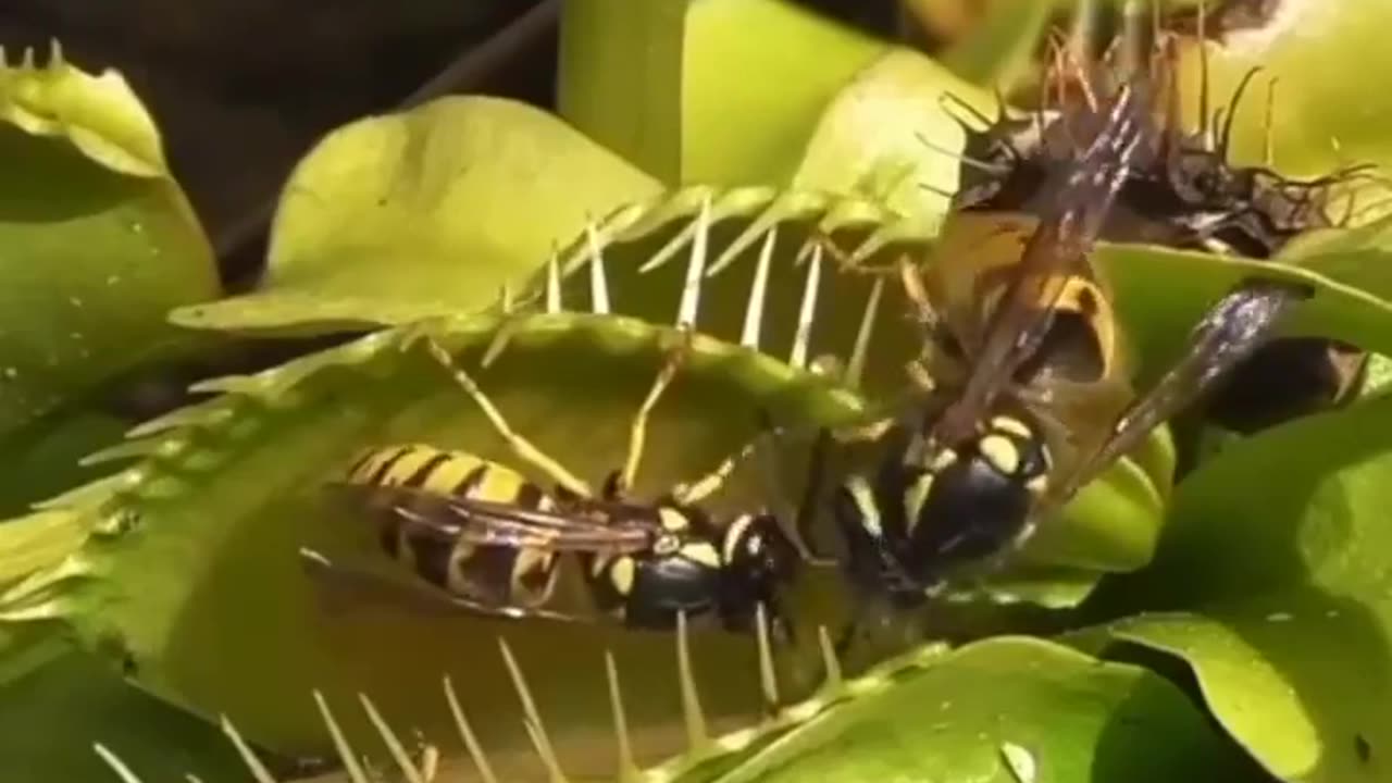 Venus Flytrap Catches A Wasp