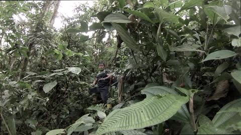 Pastaza futbol, tortugas, serpeinte