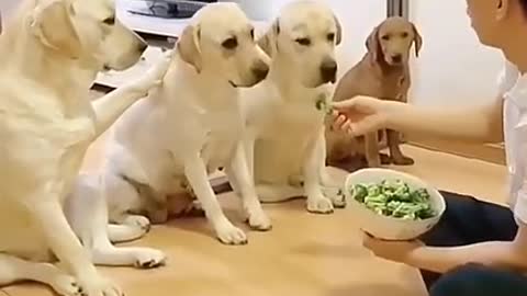 Funny dog video