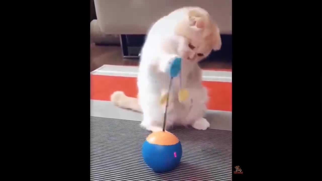 Funniest Dogs And Cats - Best Of The 2022 Funny Animal Videos # 5