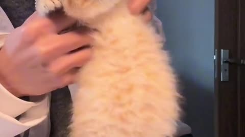 Cute kitten tik tok