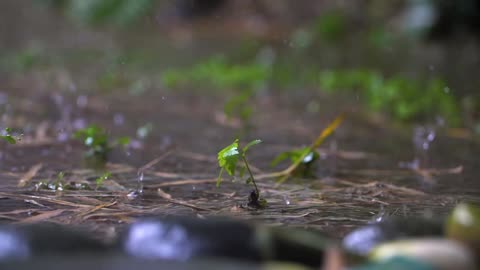 rain storm