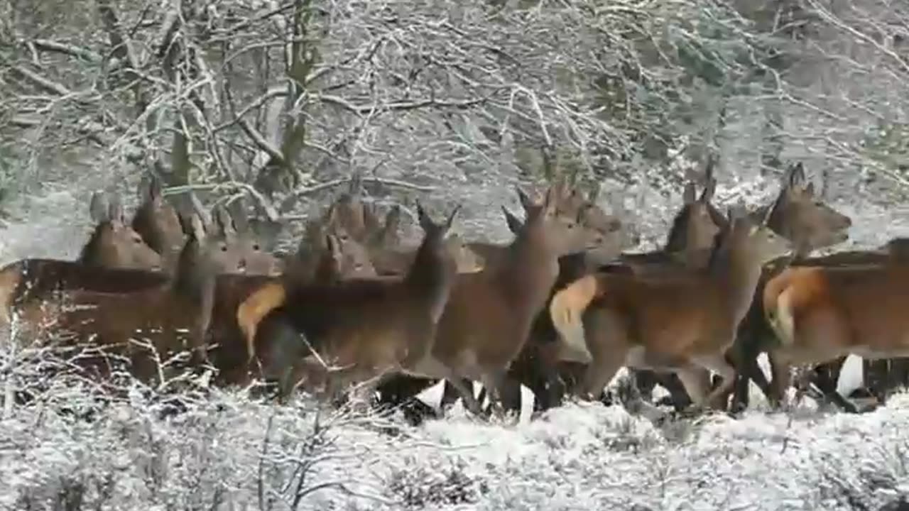 deer hunt in jungle