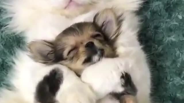 The puppy was helplessly held by the cat