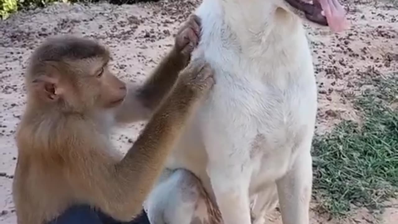 Dog and monkey friends