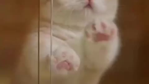 Cute cat