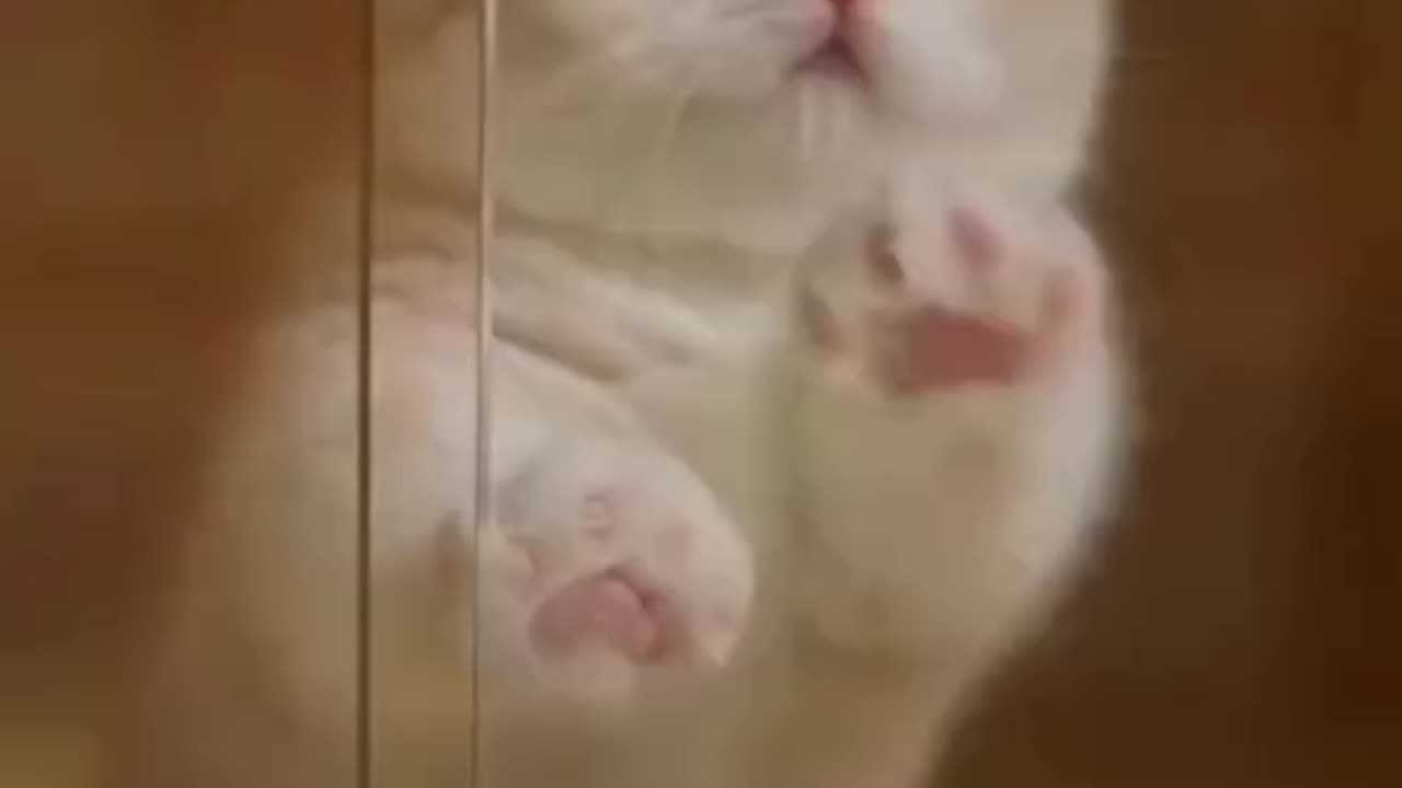 Cute cat