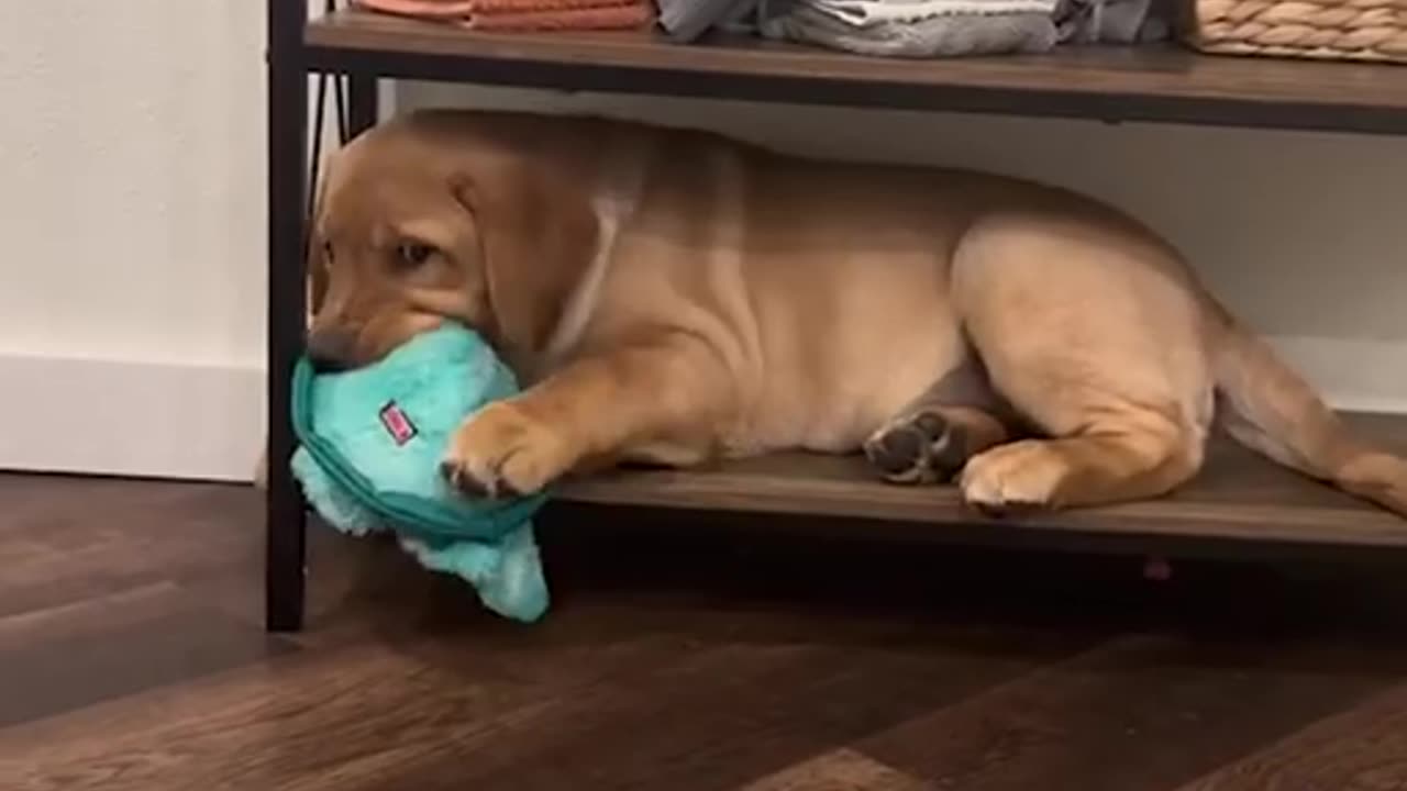 LABRADOR OUTGROWS FAVORITE SPOT