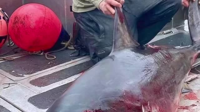 How we are killing 100 million sharks each year # # #sharks