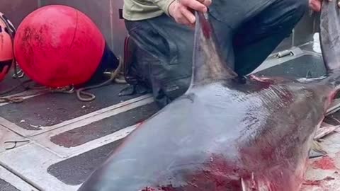 How we are killing 100 million sharks each year # # #sharks