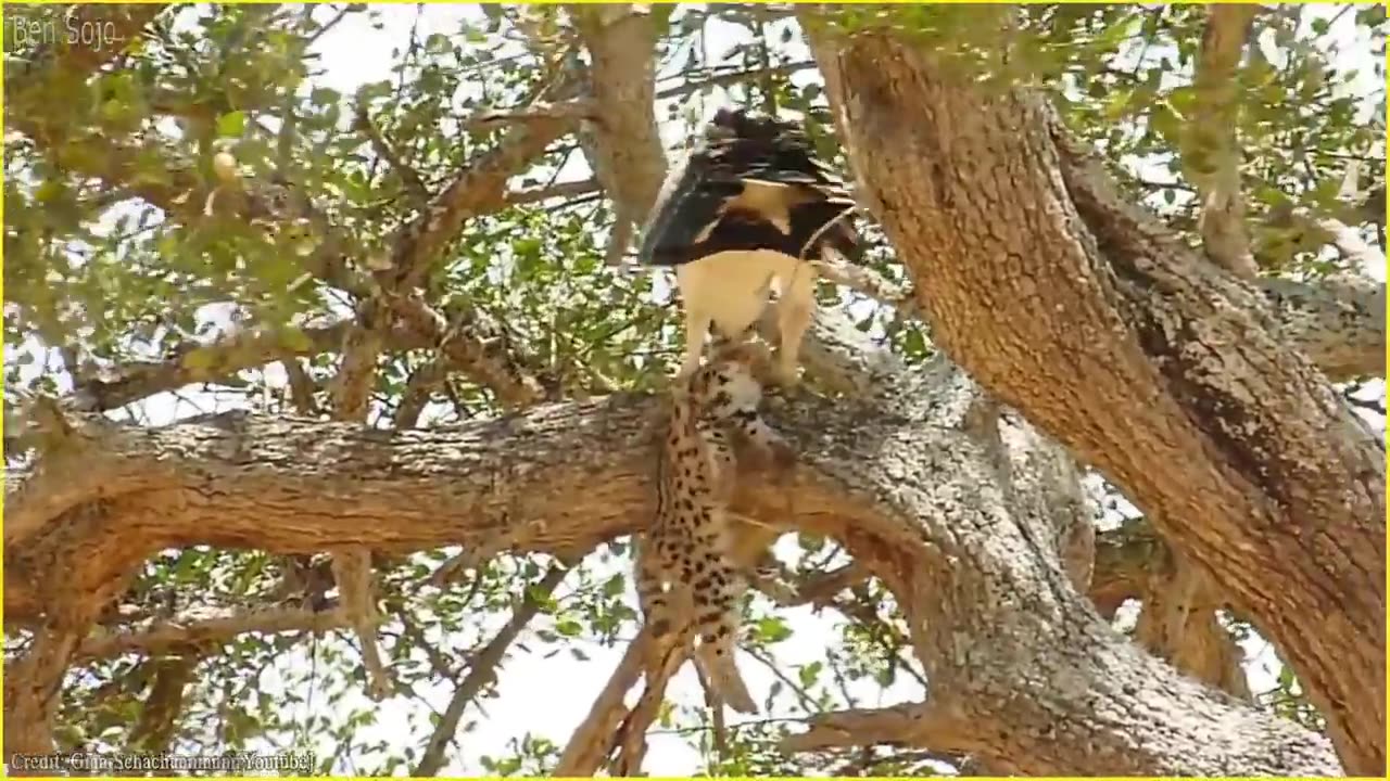 Top ten eagles hunts their prey without mercy