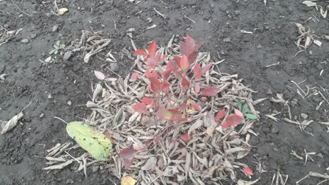 Blueberries in autumn