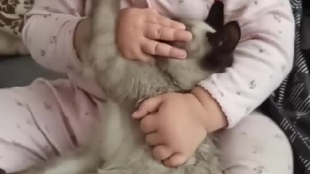 Cute little babies and cats being funny