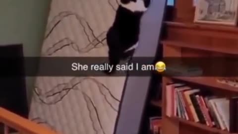 funny Animals