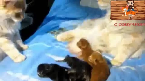 Приколы с котами