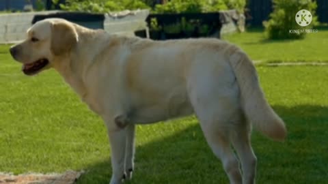 Top funny video clips of animals, LOL Must watch!