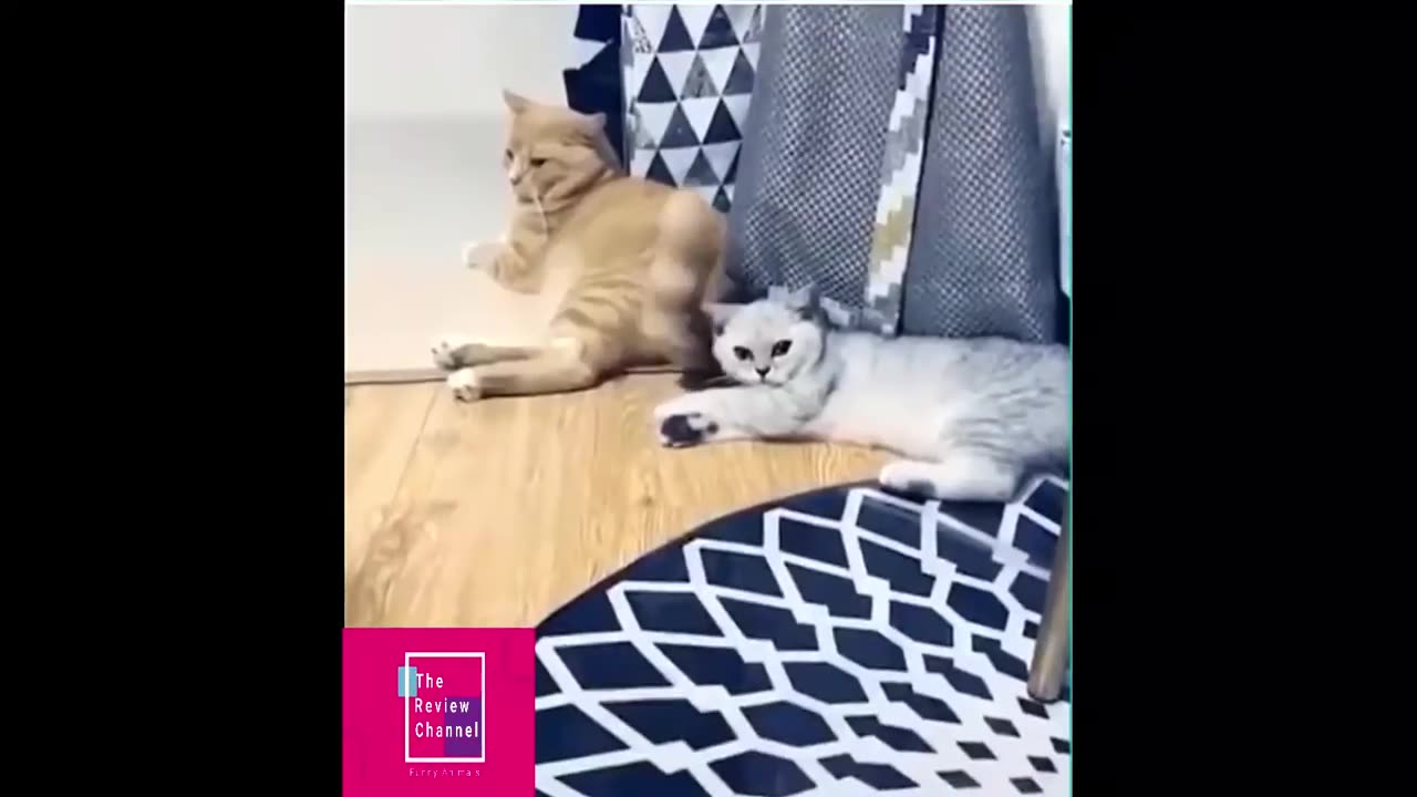 Funny Videos 2019 ● TRY NOT TO LAUGH - S