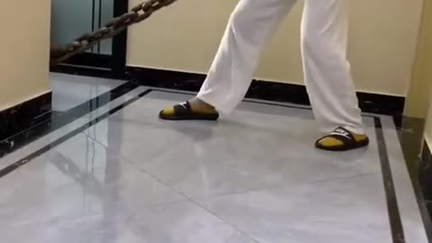 World smallest Dog [Dogs]