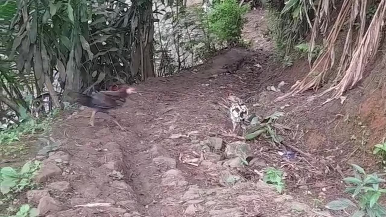 Sore hari di kampung halaman