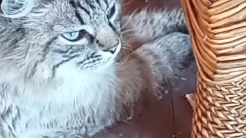 Cute animals