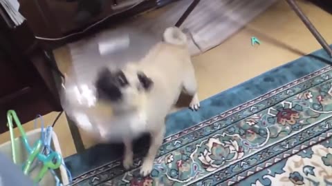 Top 10 dogs barking