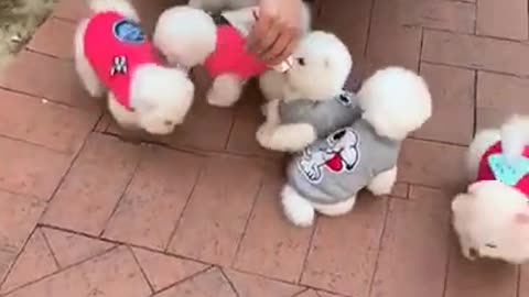 Pawsitively Funny: Dogs That Will Leave You in Stitches!