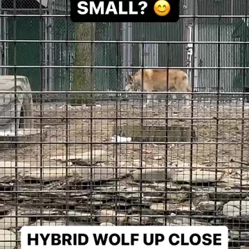 HYBRID WOLF