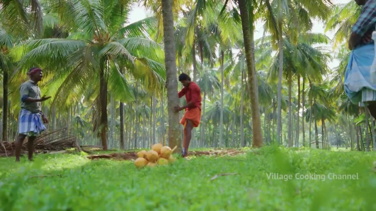 NATURAL JUICE _ Red Tender Coconut Sarbath _ Healthy Juice Making in Village _ Summer Health Drinks