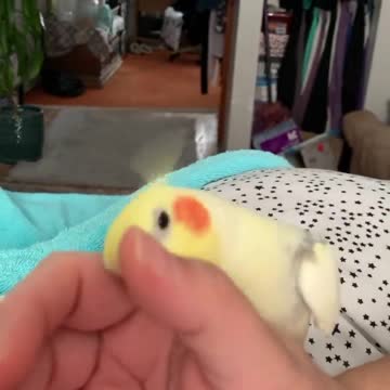 Cocktail bird playing with the fingers of its owner's hand 1