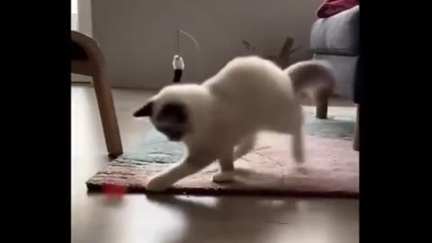 funny cat video