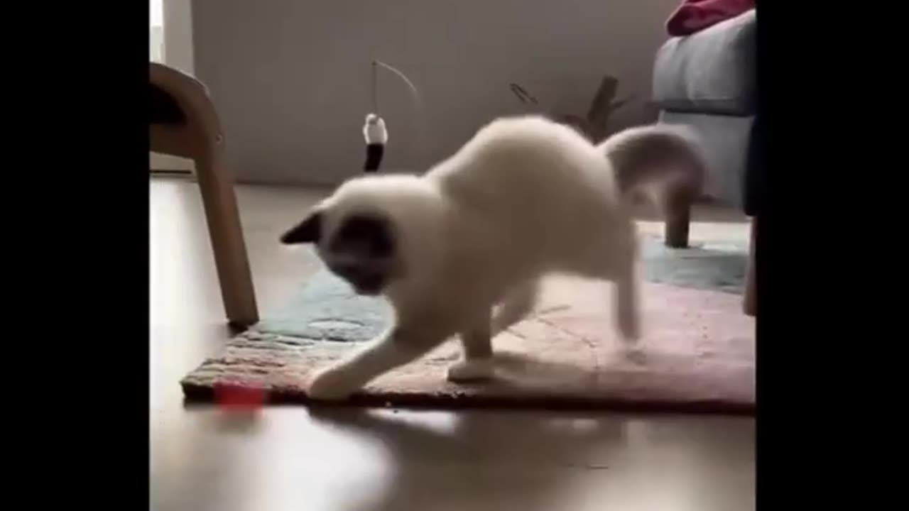 funny cat video