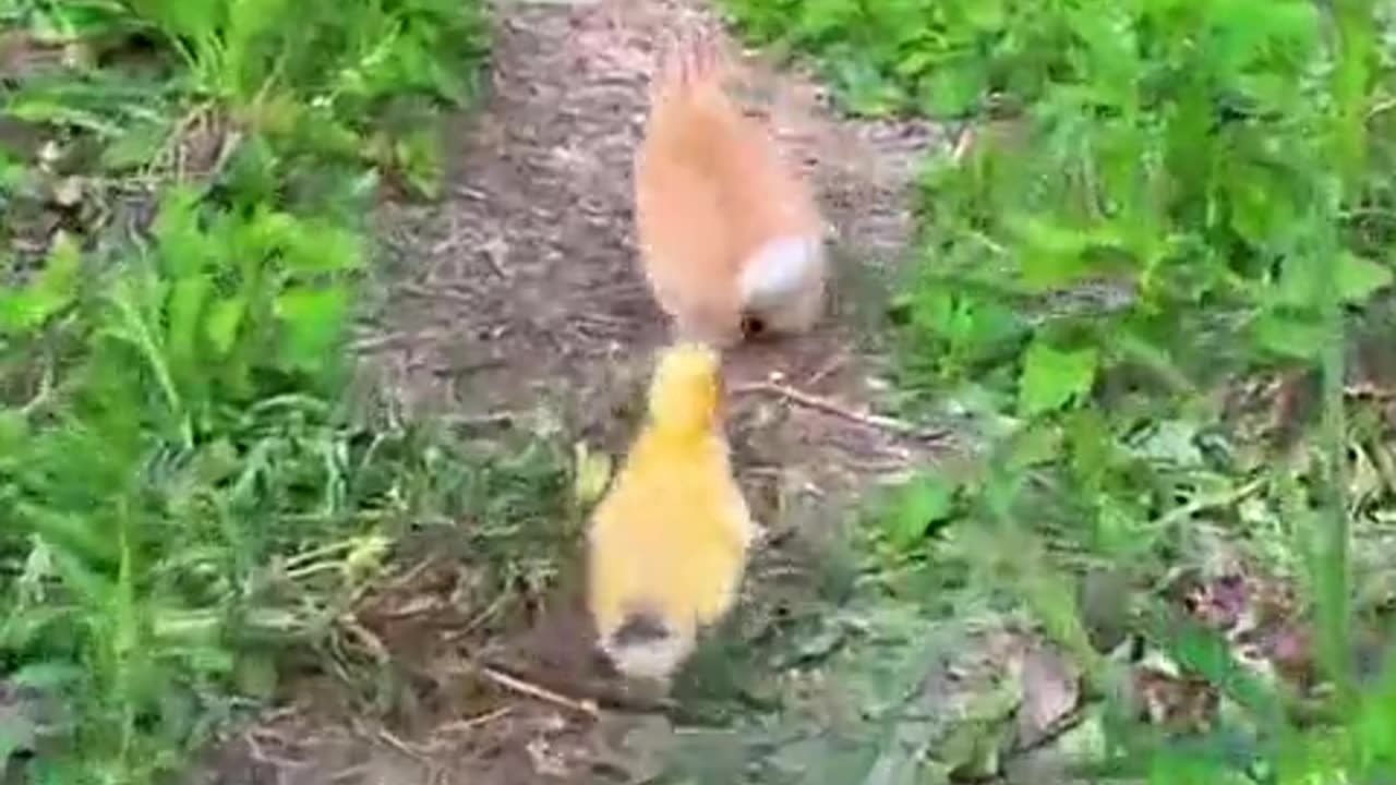 The little rabbit is taking the little duck to eat grass.