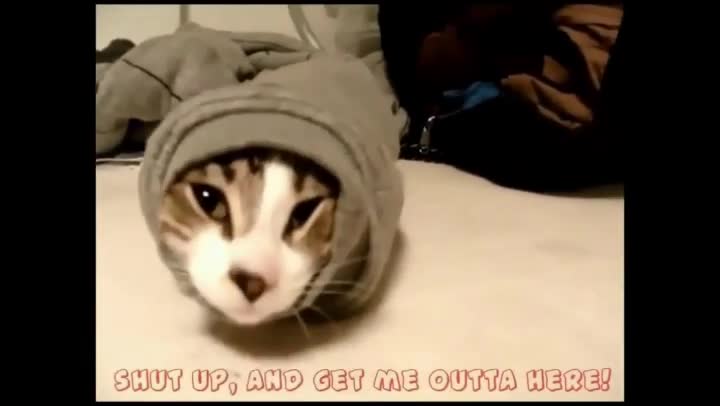 Funniest Animals Videos l Wrapped Cute Cat