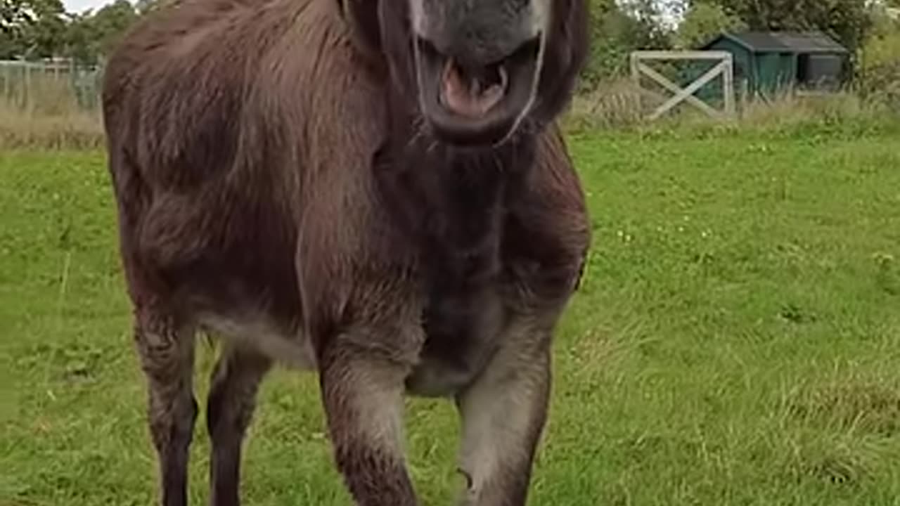 Donkey is noticeably amused with a rainbow