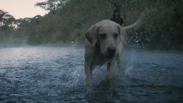 Dog and Owner playing with a ball in a creek