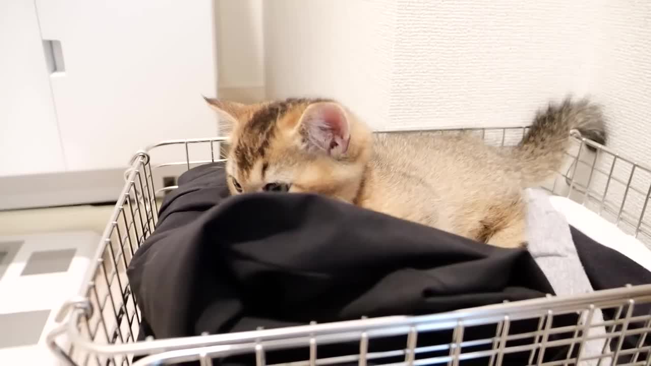 Kitten Kiki will give her favorite place to mother cat, but not to daddy cat lol