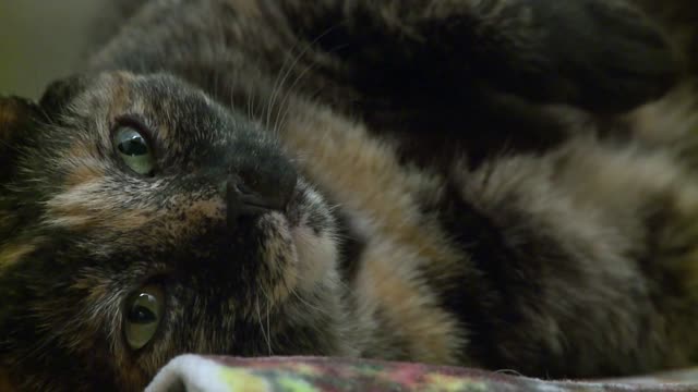 Close Up Cat Sleeping Timelapse