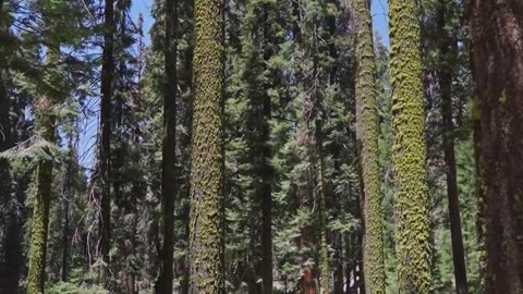 A tree in forest