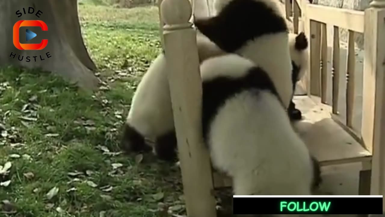 Cute pandas playing on the slide