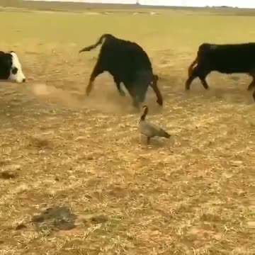 Truckers vs Globalists