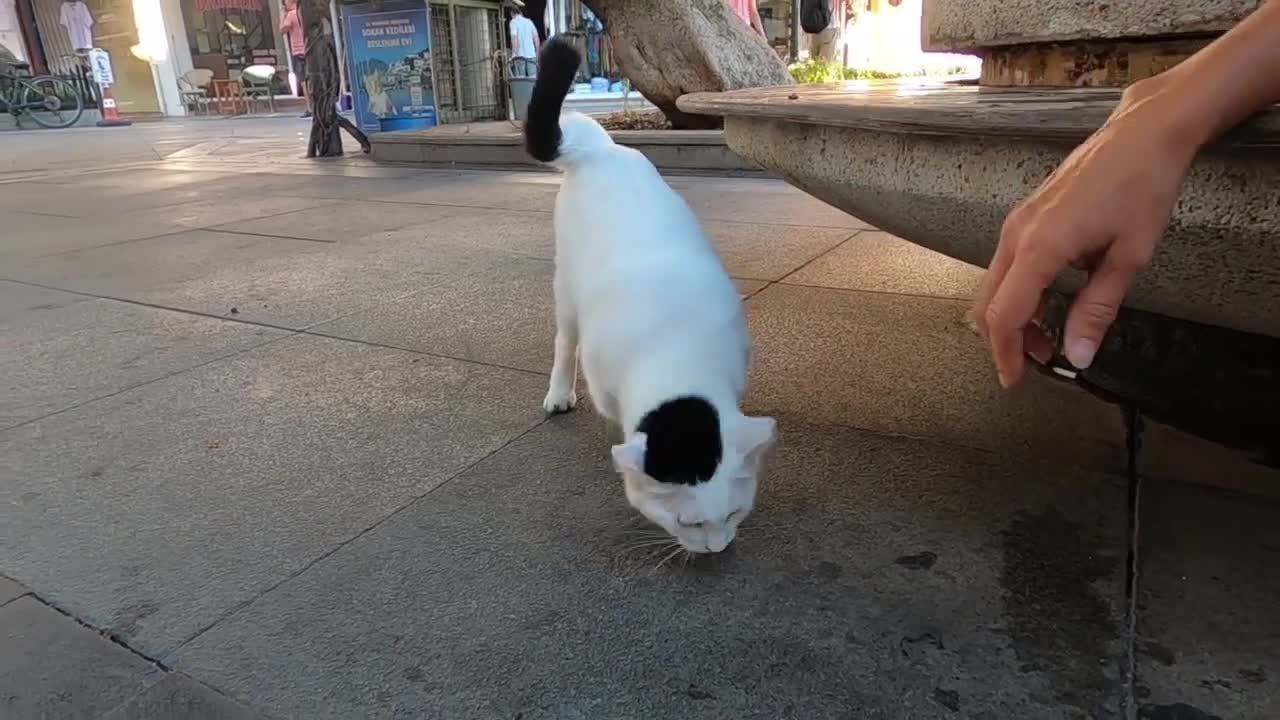 Odd eyed cat has an amazing beauty