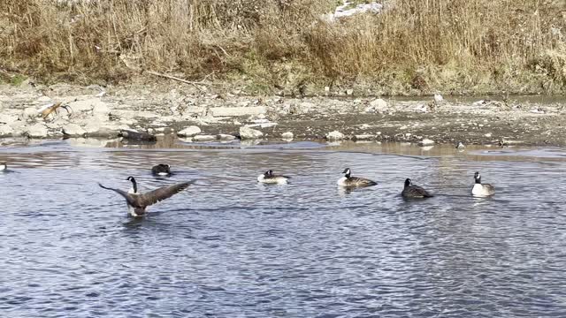 Canada Geese washing up before journey south?