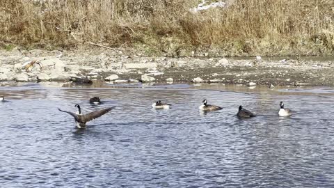 Canada Geese washing up before journey south?