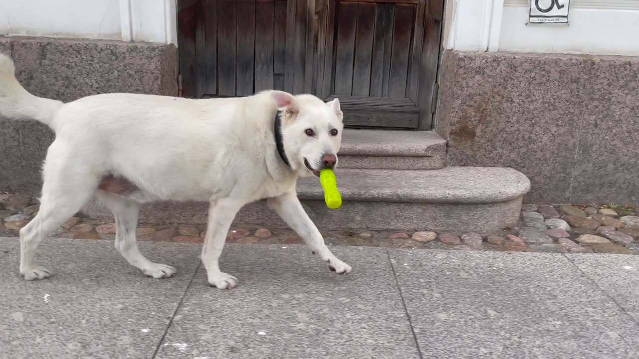 cute white dog walking video