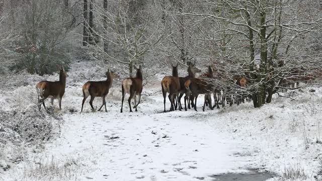 A group of deer running on the snow in the cold