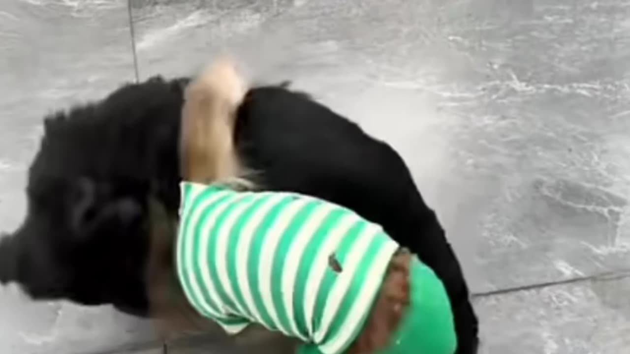 Funny Green Monkey and Black Dog Fighting